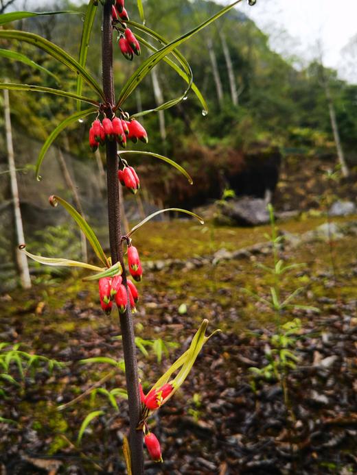 滇黄精露酒【礼盒装】500ml*2 商品图2