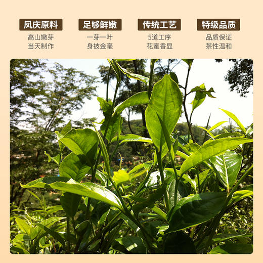 祥源茶云南凤庆滇红金芽特级红茶蜜香红茶金芽茶叶罐装80g 商品图1