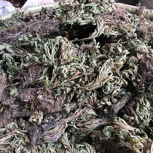 卷柏 九死还魂草 商品图4