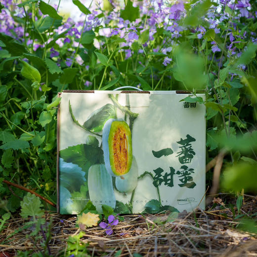 【博洋蜜瓜】蕃田 博洋72号蜜瓜，脆甜口感，连瓤带瓜一起吃，口感清脆瓜香浓郁！ 商品图6