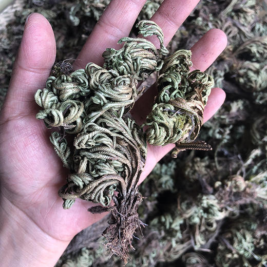 卷柏 九死还魂草 商品图3