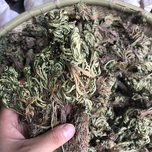 卷柏 九死还魂草 商品图2