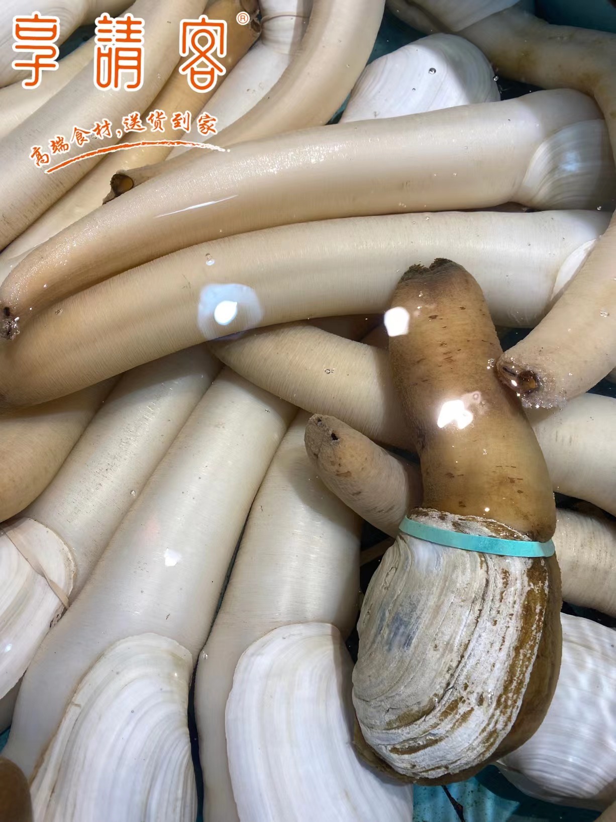 刺身大象蚌（份）