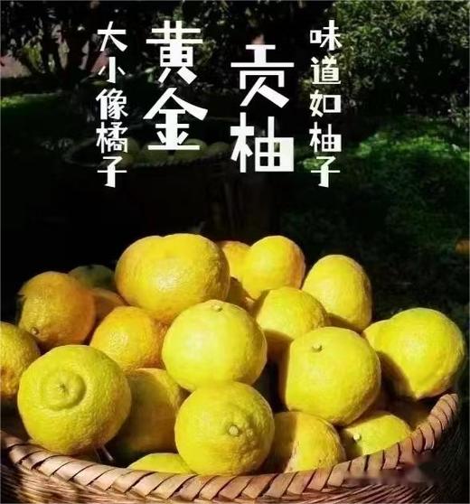 黄金贡柚 |水果 商品图4