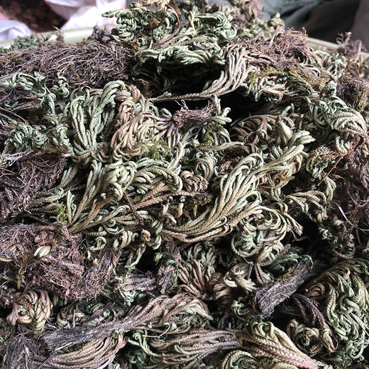 卷柏 九死还魂草 商品图1