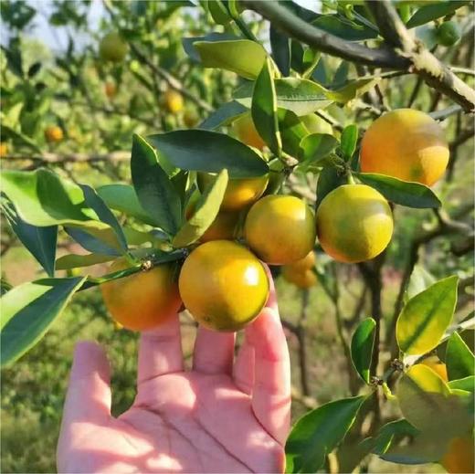 融安脆蜜金桔 约400g/盒  | 水果 商品图2