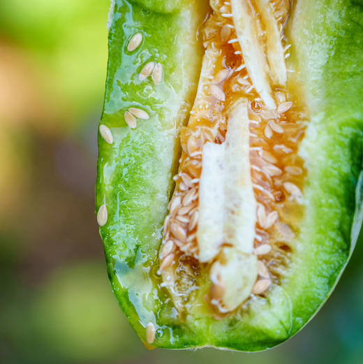 【博洋蜜瓜】蕃田 博洋72号蜜瓜，脆甜口感，连瓤带瓜一起吃，口感清脆瓜香浓郁！ 商品图0