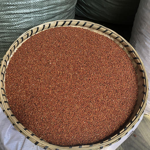 楮实子 商品图4