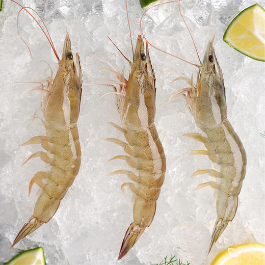 有机盐田虾 带头生虾 开背蝴蝶虾 商品图8
