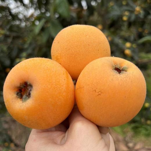 巴阳五星大枇杷，酸甜适中，家乡味道，快来尝鲜，大部分地区顺丰包邮 商品图0