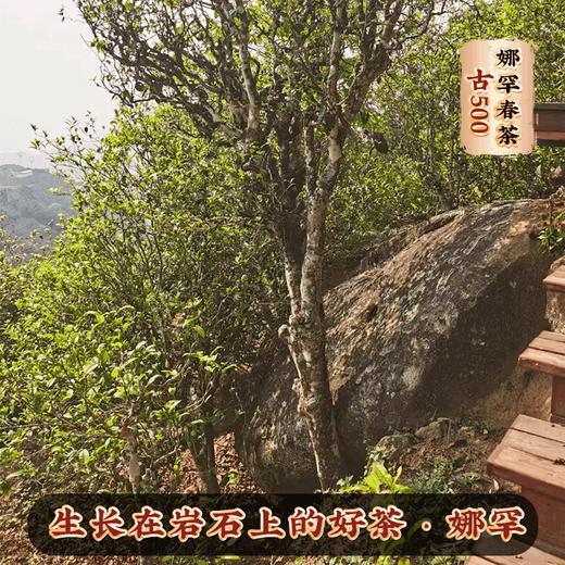 吉顺号2023头春茶古500娜罕古树普洱茶生饼357g 商品图2