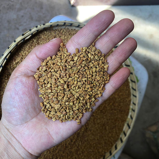 葫芦巴 商品图3