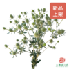 刺芹 白月光 商品缩略图0