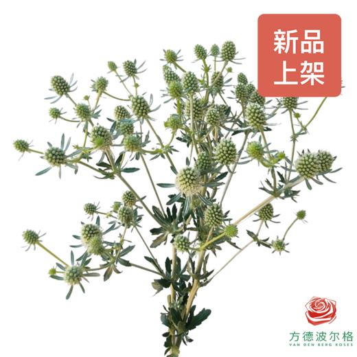 刺芹 白月光 商品图0