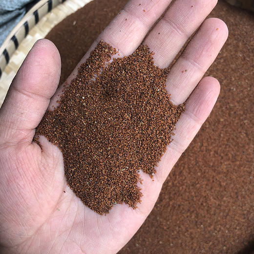 葶苈子精选 原生葶苈子 无硫新货葶苈子 饱满无杂 商品图3