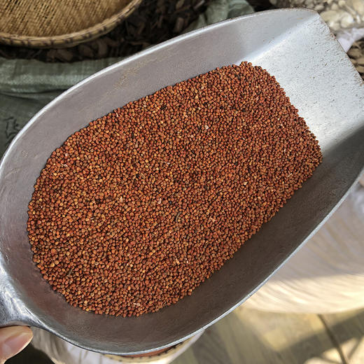 楮实子 商品图3