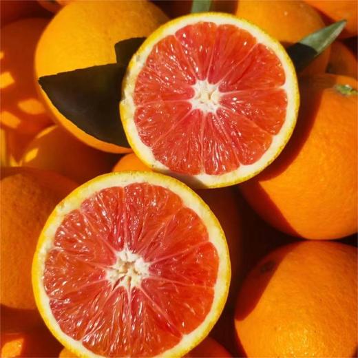 卡拉红橙 |水果 商品图1