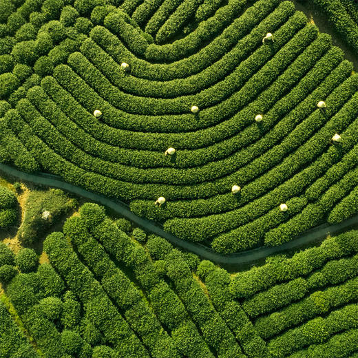 【口粮龙井】MISSTANG御唐 手工雨前西湖龙井 口粮茶 商品图3