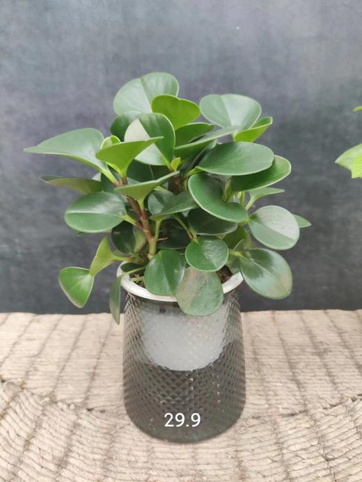 水培碧玉 商品图0