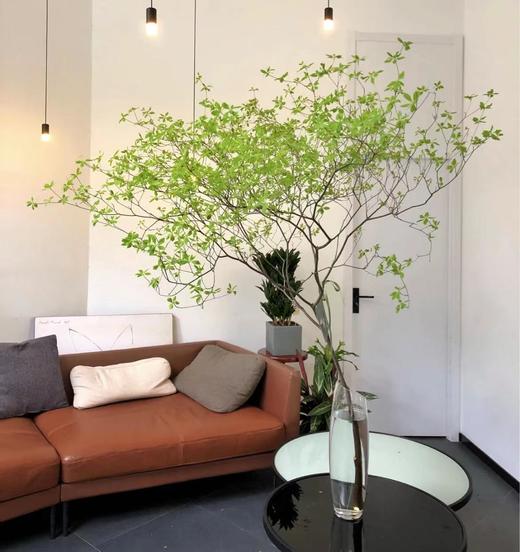 【夏日森林】精选-日本吊钟  单枝  约1.5米（叶子较娇嫩易损耗，叶子不在售后范围内，介意慎拍） 商品图1