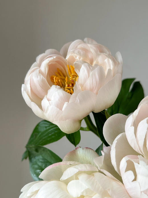 【预售！4.20起陆续发出】国王节芍药【人间四月天，芍药铺前庭】简小姐精选鲑鱼色渐变芍药 国王日 2件包邮 顺丰空运直发 商品图7