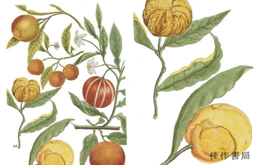 A Cornucopia of Fruit & Vegetables: Illustrations from an Eighteenth-Century Botanical Treasury / 水果 商品图3