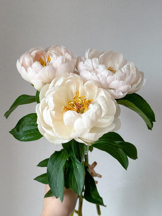 【预售！4.20起陆续发出】国王节芍药【人间四月天，芍药铺前庭】简小姐精选鲑鱼色渐变芍药 国王日 2件包邮 顺丰空运直发 商品图11