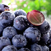 炫黑夏黑葡萄 Q弹爆汁 顺丰包邮 现摘现发 商品缩略图3