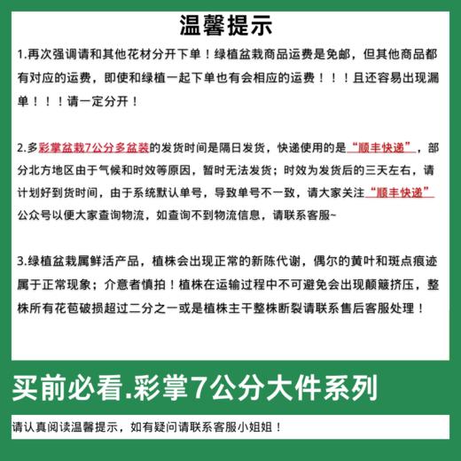 彩掌盆栽7公分24盆装 多色可选  次日发货 顺丰包邮 昆明发货） 商品图1