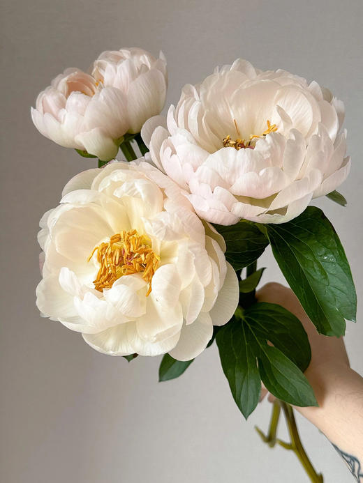 【预售！4.20起陆续发出】国王节芍药【人间四月天，芍药铺前庭】简小姐精选鲑鱼色渐变芍药 国王日 2件包邮 顺丰空运直发 商品图8