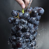 炫黑夏黑葡萄 Q弹爆汁 顺丰包邮 现摘现发 商品缩略图2