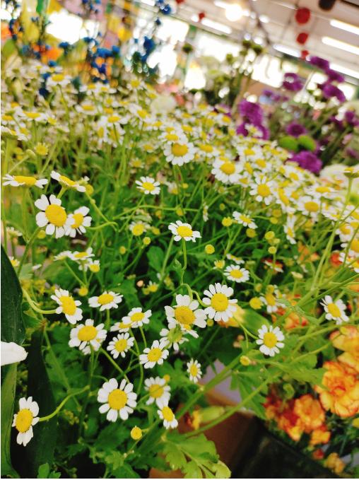 洋甘菊一束 商品图2