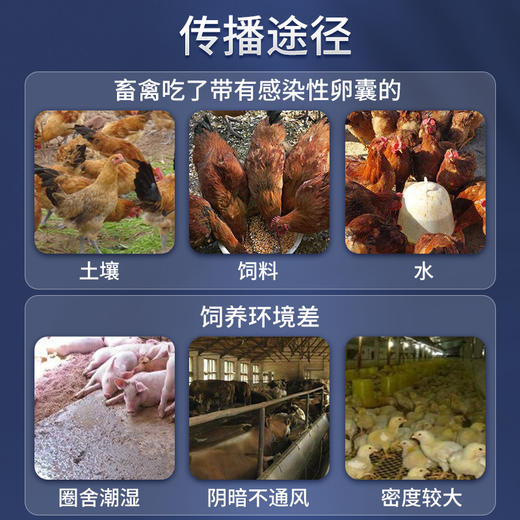 兽药地克珠利预混剂 体内驱虫 鸡冠发白 羽毛松散 预防禽、兔球虫病 商品图4