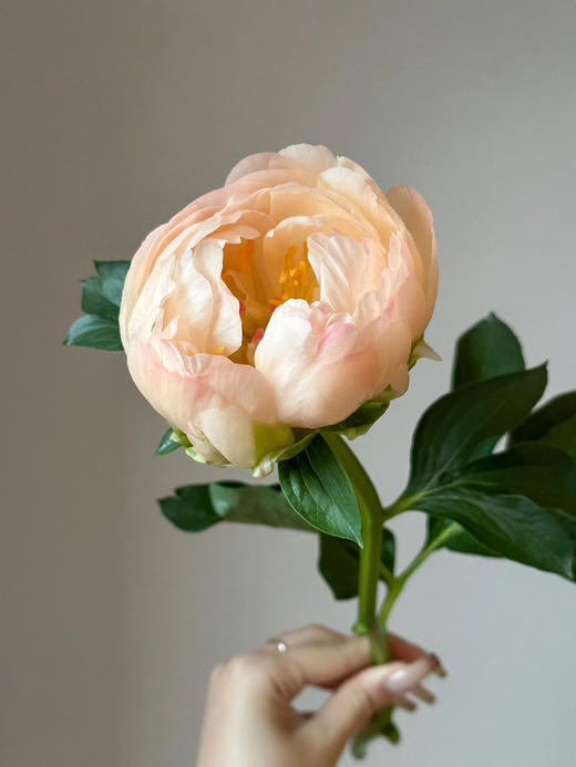 【预售！4.20起陆续发出】国王节芍药【人间四月天，芍药铺前庭】简小姐精选鲑鱼色渐变芍药 国王日 2件包邮 顺丰空运直发 商品图6