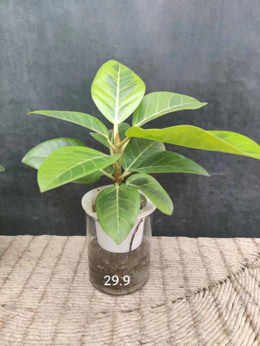 水培富贵榕 商品图0