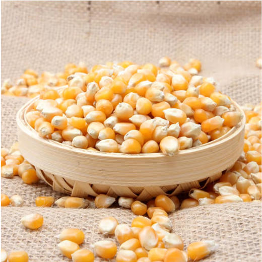 散称爆玉米【约500g】 商品图2