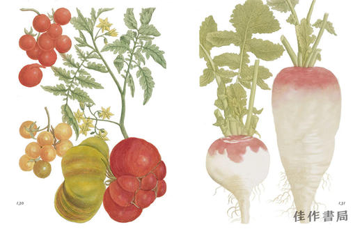 A Cornucopia of Fruit & Vegetables: Illustrations from an Eighteenth-Century Botanical Treasury / 水果 商品图4