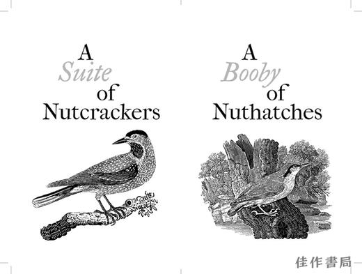 A Conspiracy of Ravens: A Compendium of Collective Nouns for Birds / 乌鸦的阴谋：鸟类集体名词汇编 商品图2