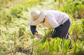 民以食为天，食以米为先