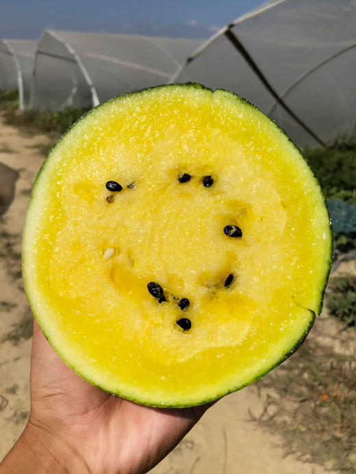 金山小黄冠西瓜 500g/份（到店选果超重部分补差价） 商品图1