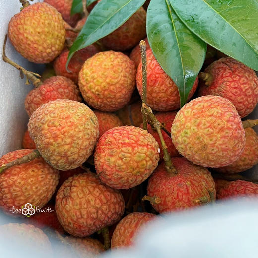 【白糖罂】白糖罂荔枝，海南荔枝 无水干荔枝，入口甘甜水润，可以尝鲜啦！ 商品图0