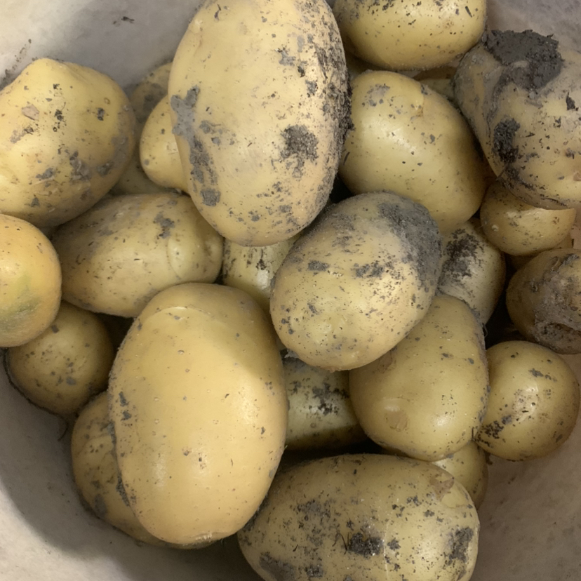 新鲜生态土豆  （500克）