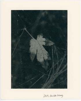 汪凡丨⼀叶落（一）