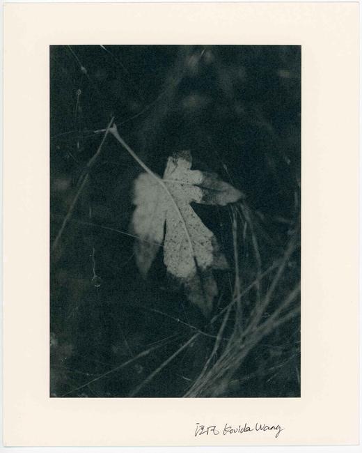 汪凡丨⼀叶落（一） 商品图0