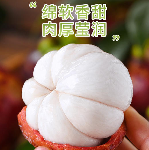 泰国的山竹树要7年以上才结果，7年至15年结出的山竹叫做油竹。果皮油亮，呈现均匀的黑紫色，而且叶子青绿，卖相极好。果壳是黑紫红色的，红红的果壳里是一瓣一瓣白嫩圆润的果肉。3A，一份三斤 商品图0