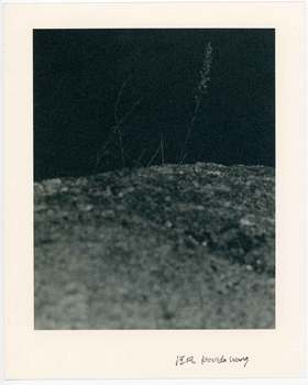 汪凡丨植物与崖 （二）