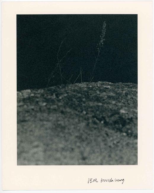 汪凡丨植物与崖 （二） 商品图0