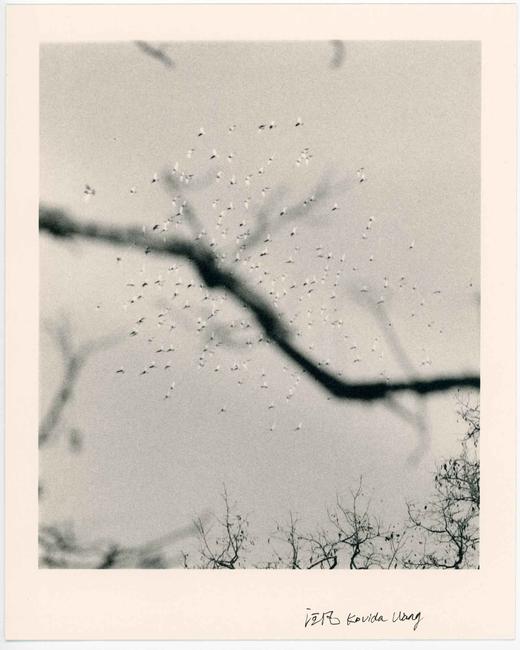 汪凡丨飞鸟 商品图0