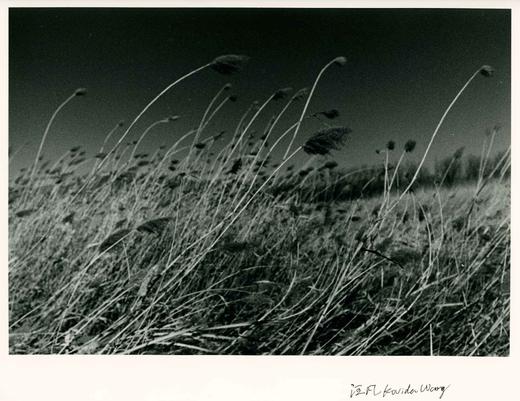 汪凡丨芦苇 (二) 商品图0