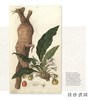 Roots to Seeds : 400 Years of Oxford Botany  / 从根到种子：牛津植物学400年 商品缩略图2